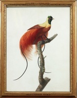 KT 2022 190
<br/>
Rode paradijsvogel
<br/>
<em>Rifer de Courcelles, Pauline (1781-1851)</em>